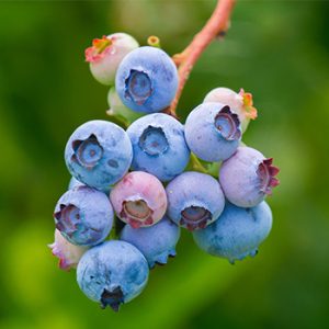 Blueberries