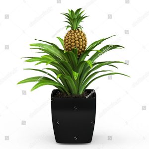 The Fruit Tree Planting