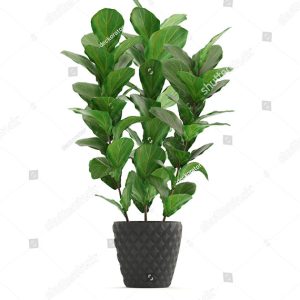 Plant Saplings System