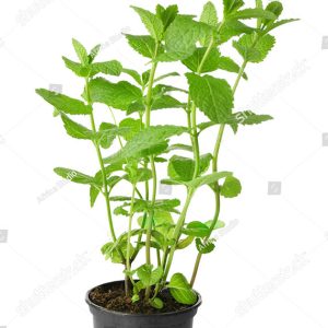 Reliable Distribution