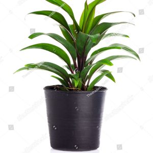 Plantation Revolution